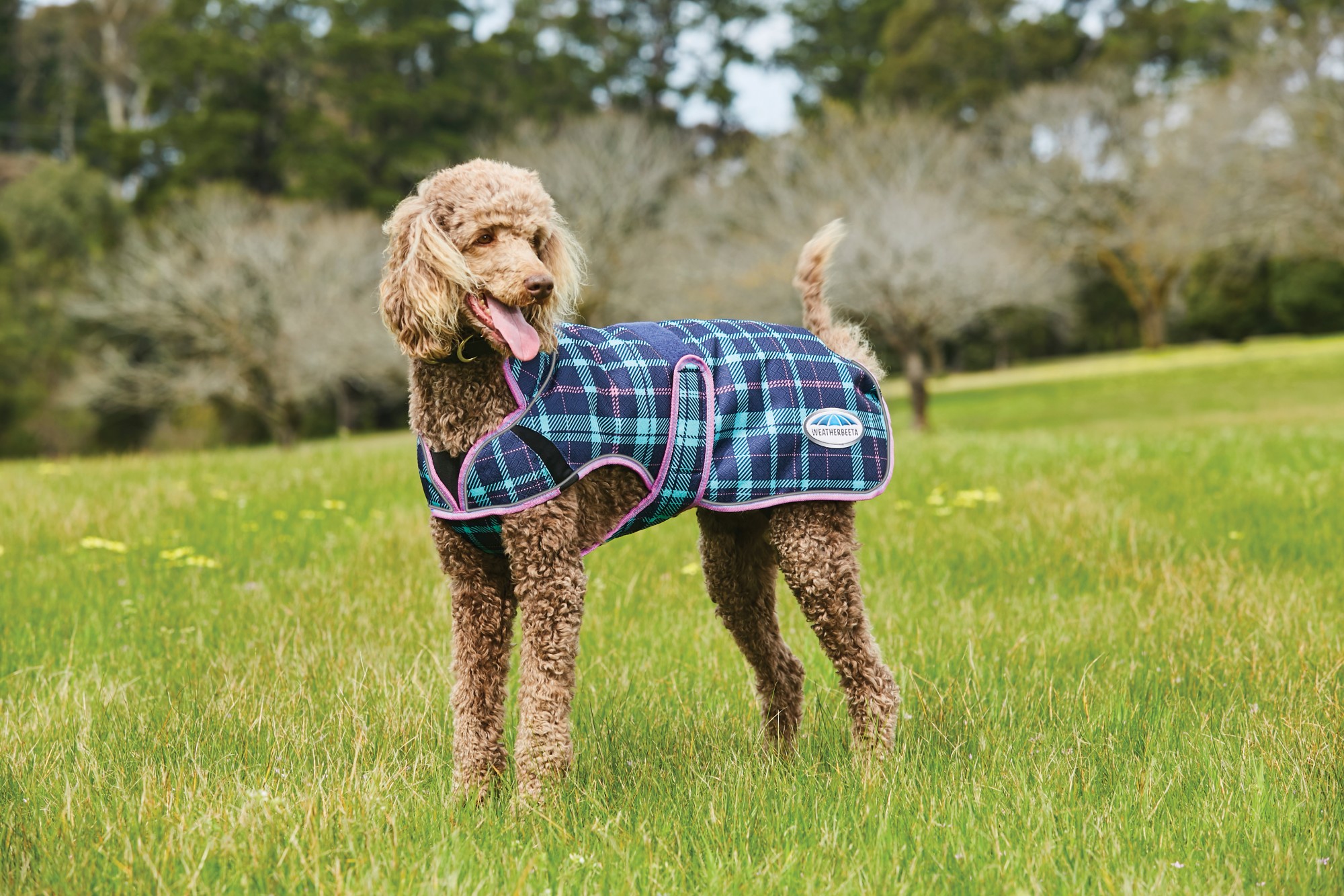 Weatherbeeta ComFiTec Premier Free Deluxe Dog Coat