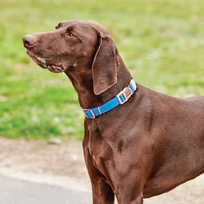 Weatherbeeta Elegance Dog Collar