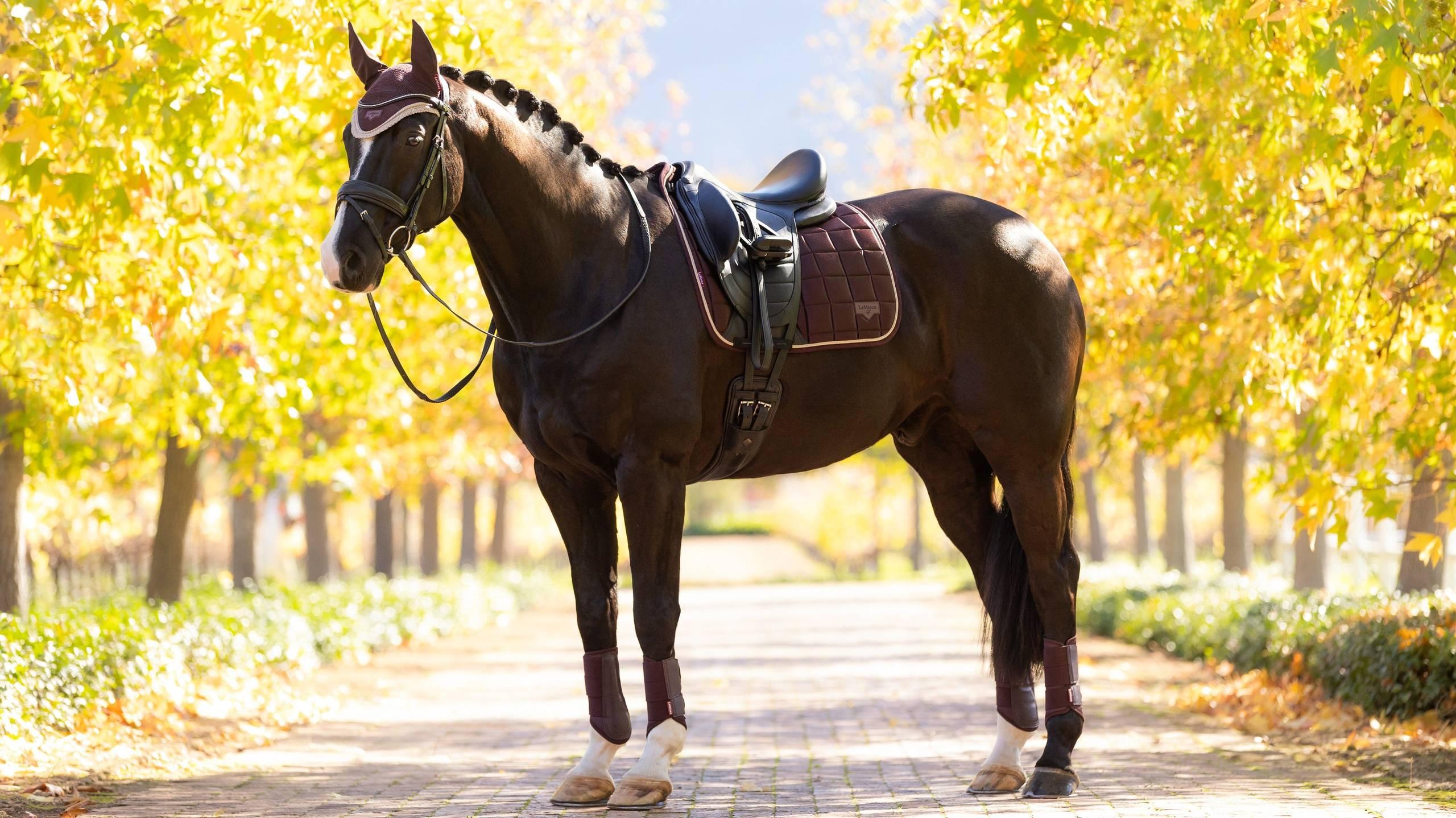 LeMieux Loire Classic Dressage Square - Image 2